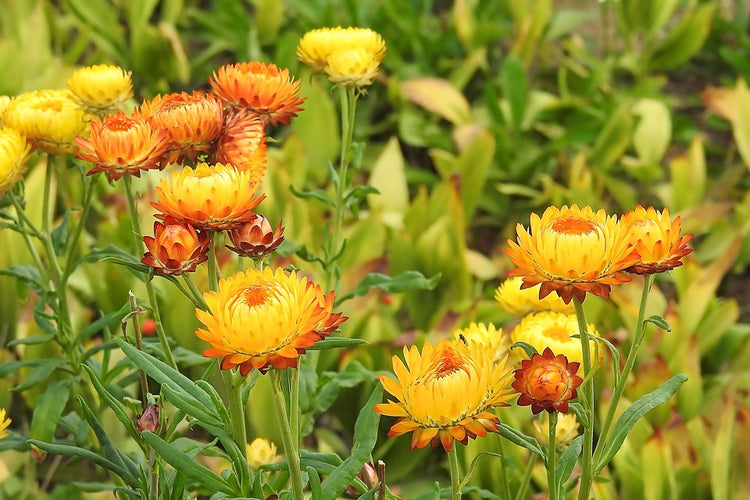 Helichrysum for Dry/Damaged Hair