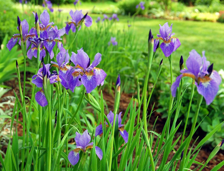 Iris Restorative to Protect and Soften