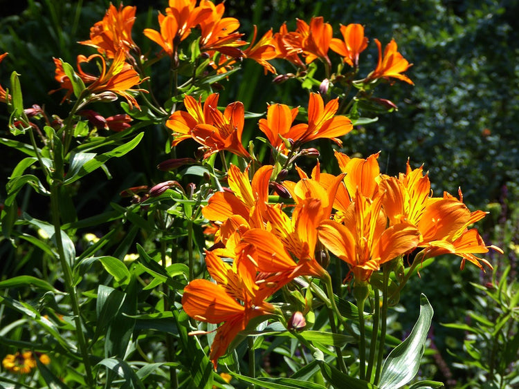 Orange Flower for Coloured Hair